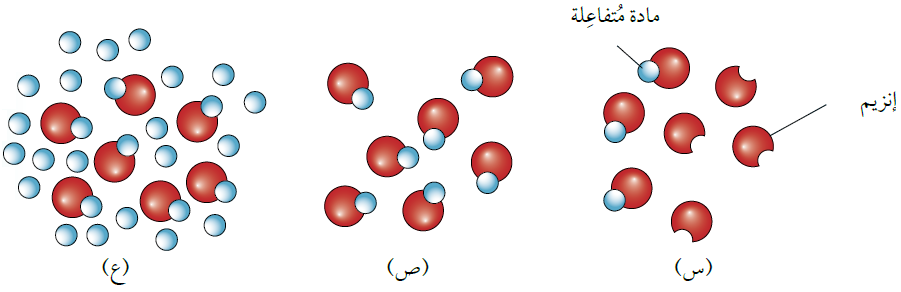أثر زيادة تركيز المادة المتفاعلة في سرعة التفاعل أثر زيادة تركيز المادة المتفاعلة في سرعة التفاعل
